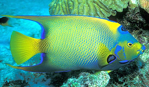 HOLOCANTHUS CILIARIS